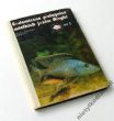 Endemiczne pielęgnice wielkich jezior Afryki  B. i K. Wiecheccy 