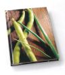 Zupy    Elisabeth Scotto