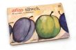 Atlas śliwek   J M.ŁUCKA , A .REJMAN